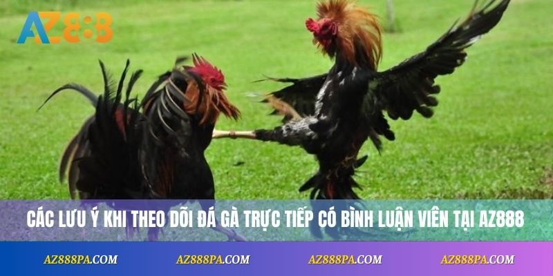Đá Gà Trực Tiếp Bình Luận Viên – Trải Nghiệm Gay Cấn Từng Phút 4 Các lưu ý khi theo dõi đá gà trực tiếp có bình luận viên tại AZ888